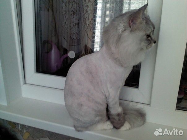 Стрижка кошек и собак. Тольятти.Выезд