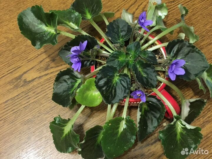 Цветущие фиалка