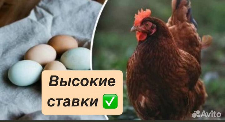 Фасовщик полуфабрикатов/Благовещенск