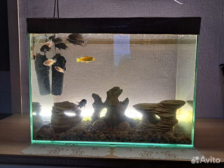 Аквариум с содержимым