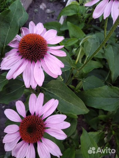 Эхинацея