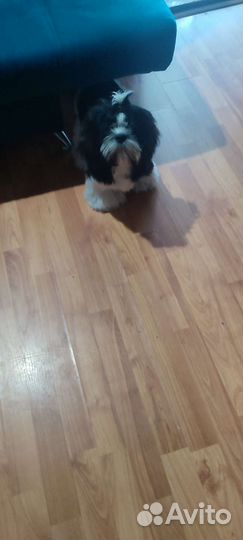 Собака ши-тцу