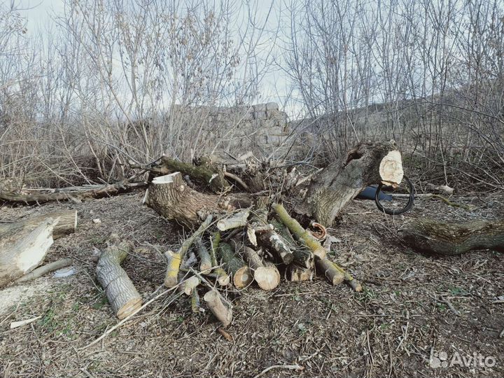 Дрова дубки