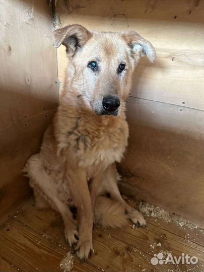 Златан ищет любовь среди людей