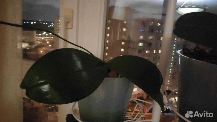 Орхидея фаленопсис