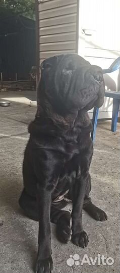 Шарпей девочка вязка