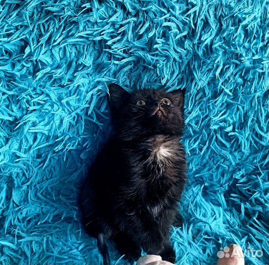 Черный котенок Люцик