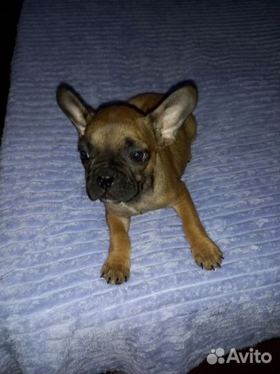 Французский бульдог щенки