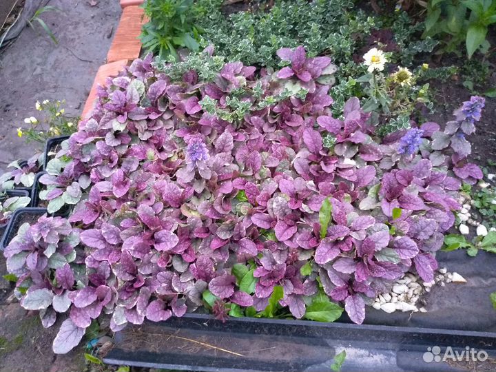 Многолетние цветы