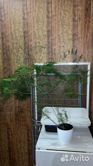 Аспарагус перистый