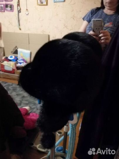 Шапка норковая