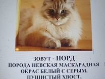 Потерялся кот