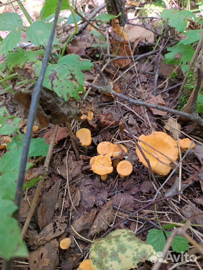 Грибы лисички