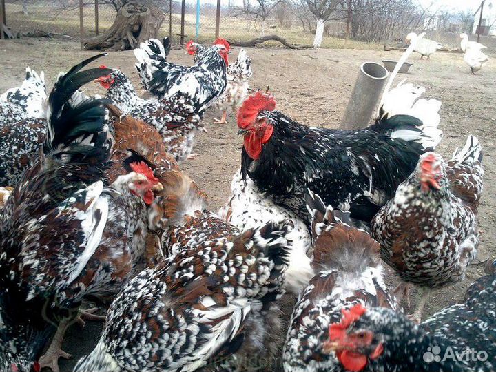 Инкубационное яйцо