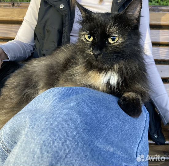 Кошка