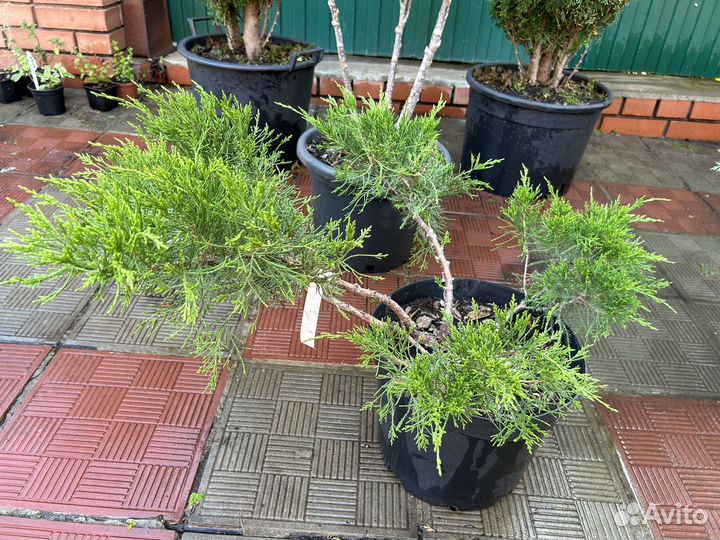 Хвойные растения