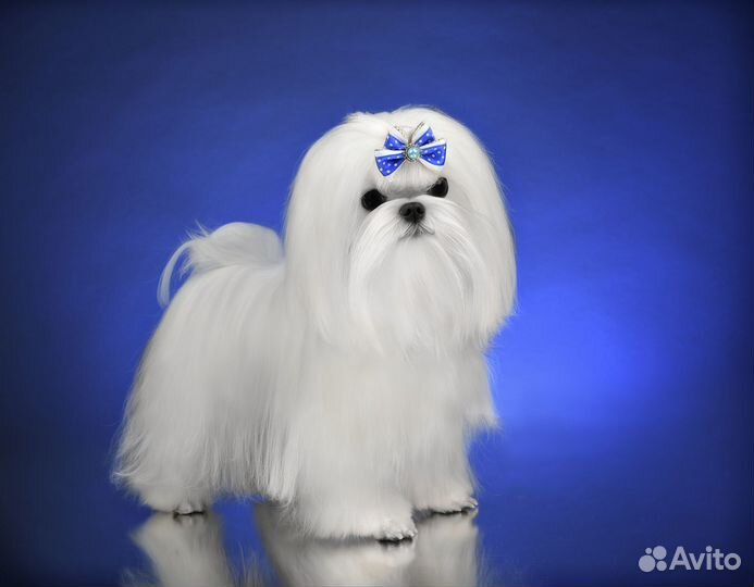 Вязка,кобель мальтезе Корея,мини,курносый РКФ