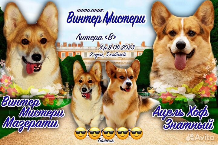 Щенки коржики