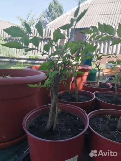 Саженцы кампсиса оранжевый