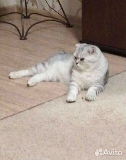 Шотландская