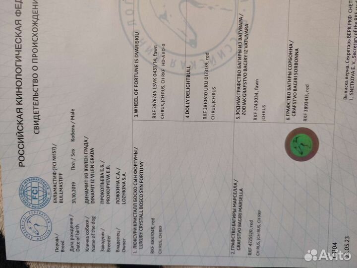 Бульмастиф Вязка