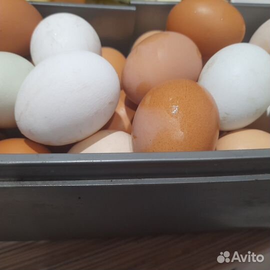 Домашние куриные яйца