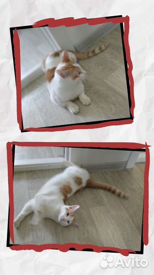 Котенок ищет дом