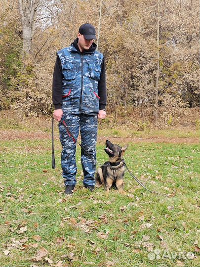 Дрессировка собак, кинолог