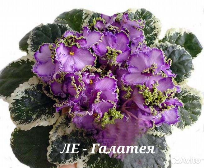 Фиалка листочки