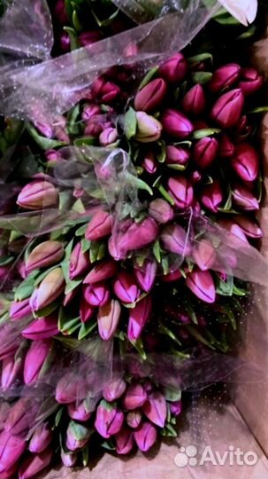 Тюльпаны к 8 марта оптом
