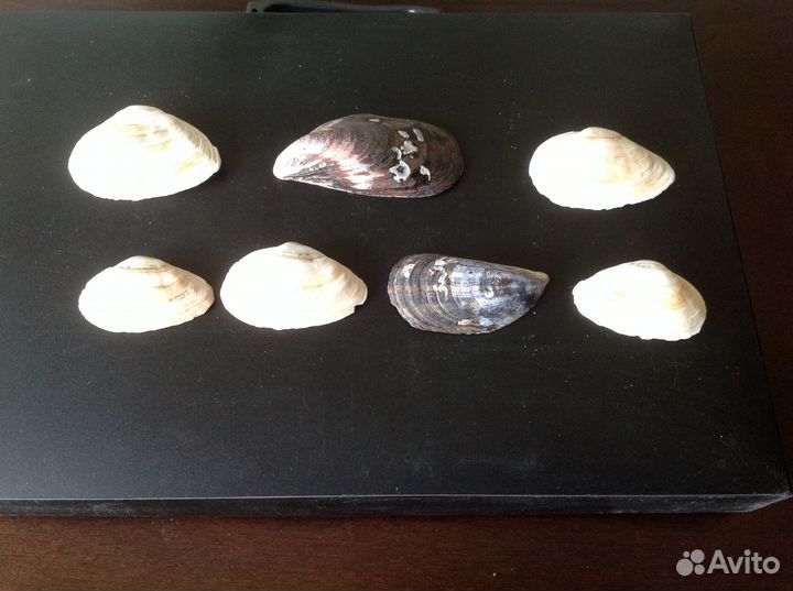 Лот 2 наборы ракушек