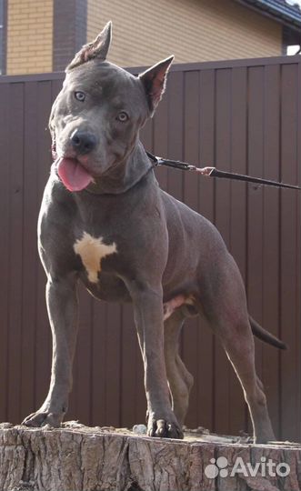 Щенки девчонки