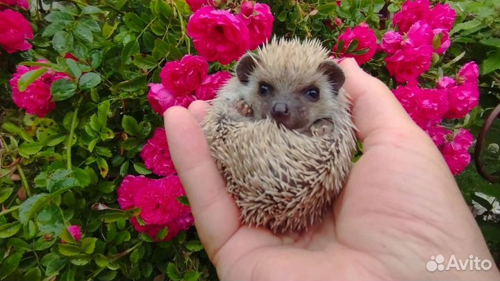 Африканский карликовый ёжик