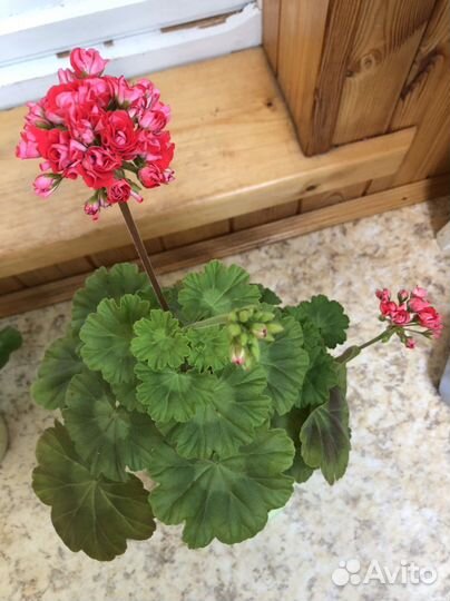 Пеларгония герань