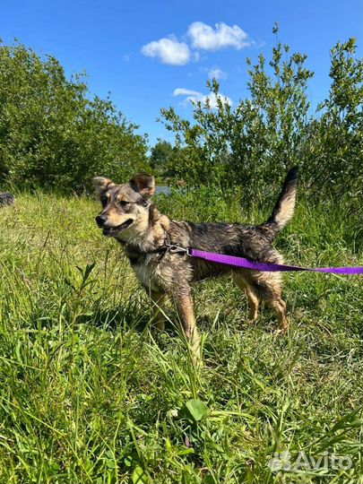 Не собачка,а прелесть