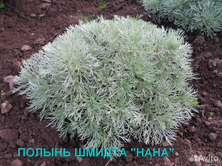 Полынь Шмидта