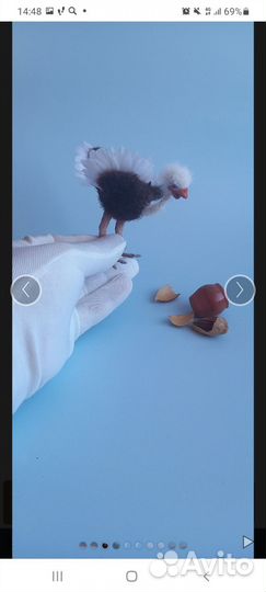 Страусенок