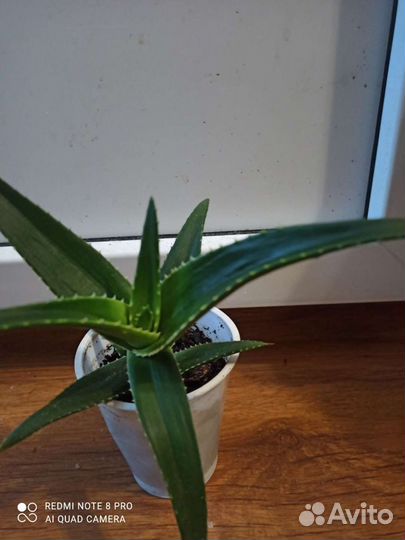 Цветы алоэ вера