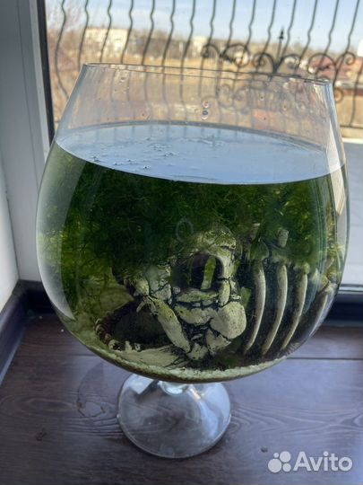 Круглый аквариум 12 литров