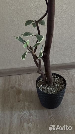 Фикус бенджамина искусственный 1,5 м