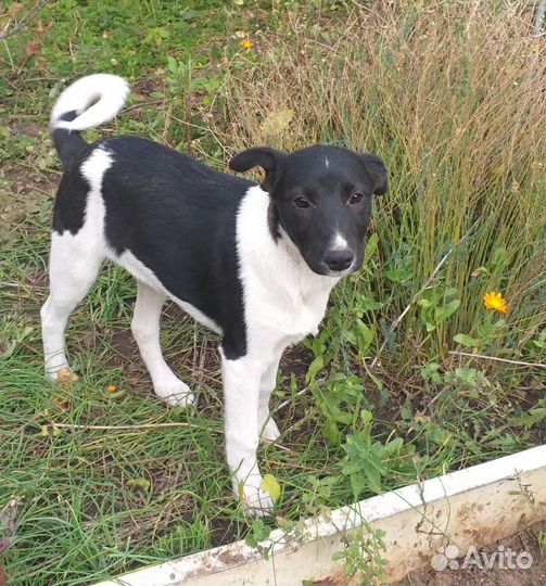 Смышленный малыш в добрые руки