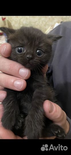 Шотландская