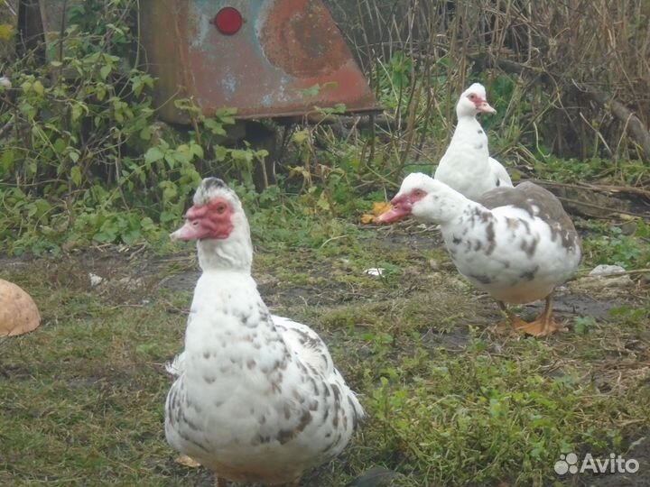 Мускатные утки