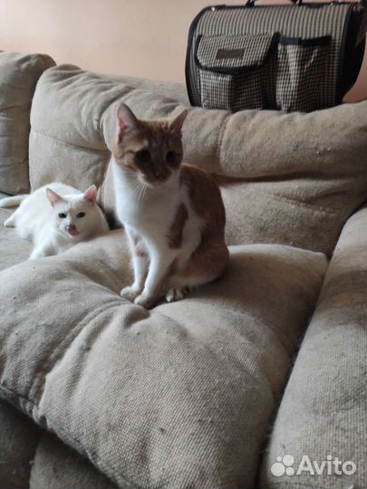 Кошка в дар