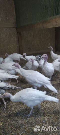 Индюки белая широкогрудая