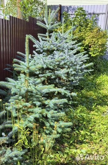 Ель голубая