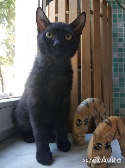 Котенок сфинкс браш 4 месяца