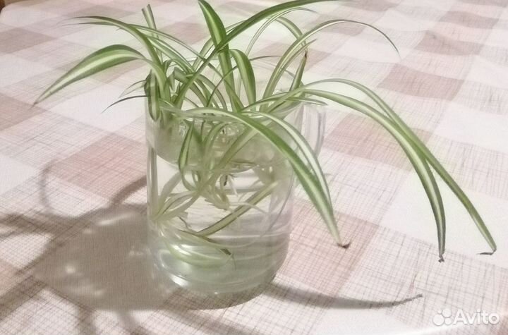 Хлорофитум полосатый