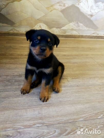 Щенок ротвейлер (Девочка)