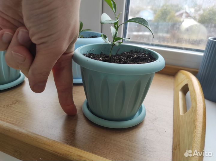 Мандарины милашки